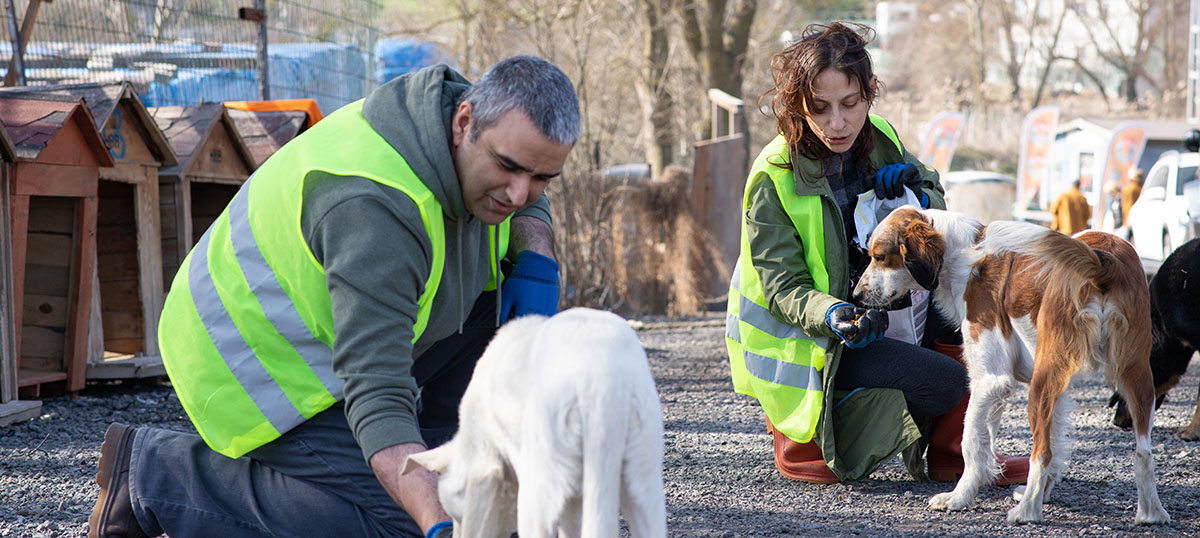 Gönüllülük ve geçici yuva olmak sokak hayvanlarına yardımcı olmanın en etkili yollarındandır.