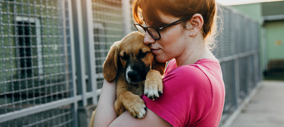 Köpek sahiplenmeden önce barınakları ziyaret ederek bilgi sahibi olabilirsiniz