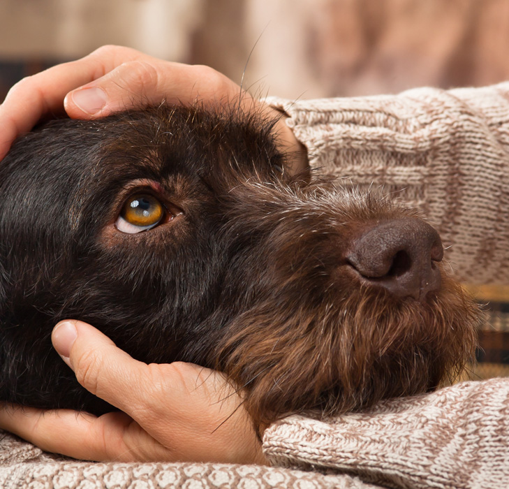 Minik dostlarımız için sıcak bir mola, sevgi dolu bir yuva!